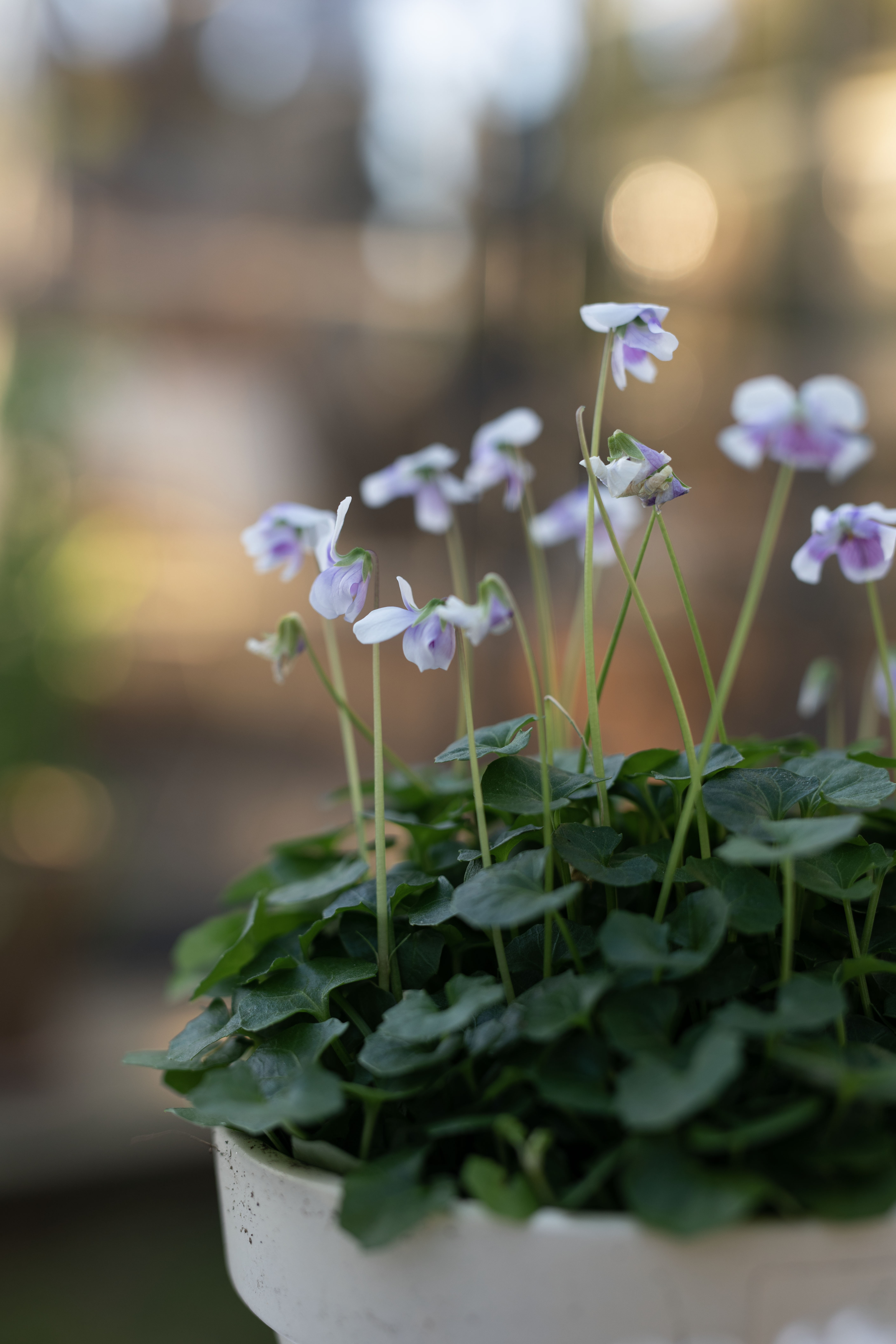 flower1
